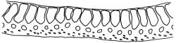 Campylopus bicolor, costa cross-section, mid leaf. Drawn from W. Martin 101.10, CHR 449100.
 Image: R.C. Wagstaff © Landcare Research 2018 